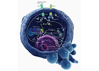 HQL制药、常州隆赛和上海玩彩网将配合研新型抗癌药物