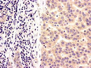 玩彩网·「中国区」官方网站