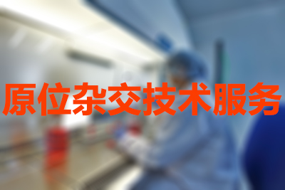 原位杂交手艺服务