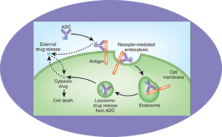 玩彩网ADC临床前服务之ADC作用机制