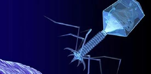 噬菌体疗法、溶瘤病毒，，，，，以及构建细胞表达载体的病毒转染因子等都体现出病毒对人类善良温顺的一面