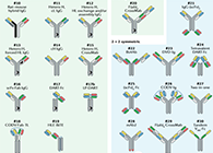 【云回首】理论、规则、实践，，三位一体解说双抗的生物剖析