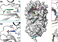 【Nature子刊】国际团队联协实力，，，，加速基于COVID-19结构的药物设计！