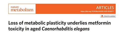 在线虫和人类原代细胞中，，，，当在其寿命晚期提供二甲双胍时，，，，二甲双胍会缩短命命，，，，这与二甲双胍在年轻生物体中的起劲作用相反。。。