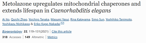 来自日本大阪市立大学的科学家搜索了现有药物的化学“文库”，，，，，他们发明一种名为美托拉宗的抗高血压药可延伸秀丽隐杆线虫的寿命，，，，，标记着抗朽迈药物开发的第一步