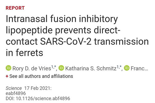 Science速递|鼻喷雾剂可阻止新冠肺炎撒播，，，，，在雪貂实验中已初获效果