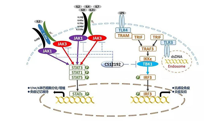 自身免疫疾病或迎新疗法！玩彩网助力微芯生物CS12192获批FDA