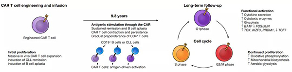 CAR-T疗法恒久起效的示意图.jpg
