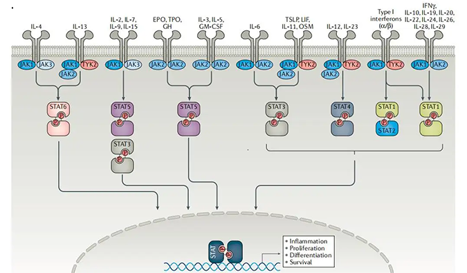 精准建模，，掌握解开自身免疫性疾病治疗研究的钥匙