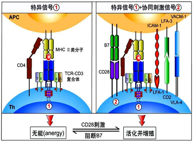玩彩网助力 | 海内CD19×CD3×CD28三特异性抗体获FDA默示允许