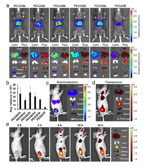 递送和NIR影像，，，，，，Luc mRNA; Ⅳ and intra-tumoral.jpg