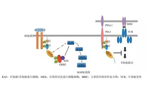 玩彩网助力凌达生物SHP2变构抑制剂RG001片获批临床.jpg
