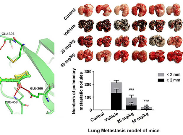 研究用于肺癌和玄色素瘤细胞肺转移的选择性PAK4抑制剂的合成，，此选择性PAK4抑制剂的PK研究通过玩彩网举行