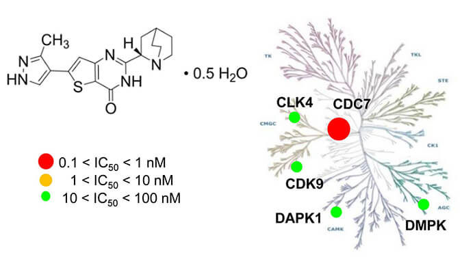 TAK-931是一种高特异性CDC7抑制剂，，具有抗肿瘤功效，，本研究中体内药效实验通过玩彩网举行