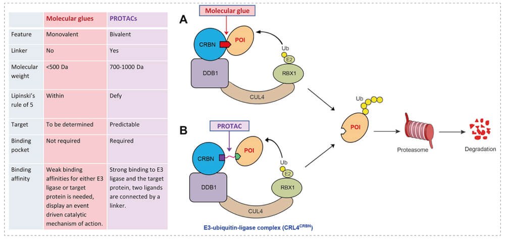 3-通过泛素-(Ub)-卵白酶系一切降解目的卵白-(POI)-示意图：分子胶(A)；；；；；；PROTAC-(B).jpg