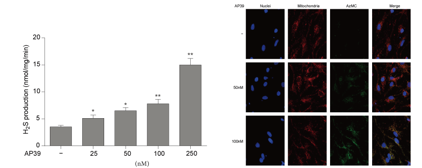 AP39是一种新合成的线粒体靶向的H2S供体，，，，，本研究中AP39通过玩彩网设计和合成