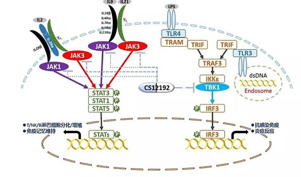 自身免疫疾病或迎新疗法！玩彩网助力微芯生物CS12192获批FDA.jpg