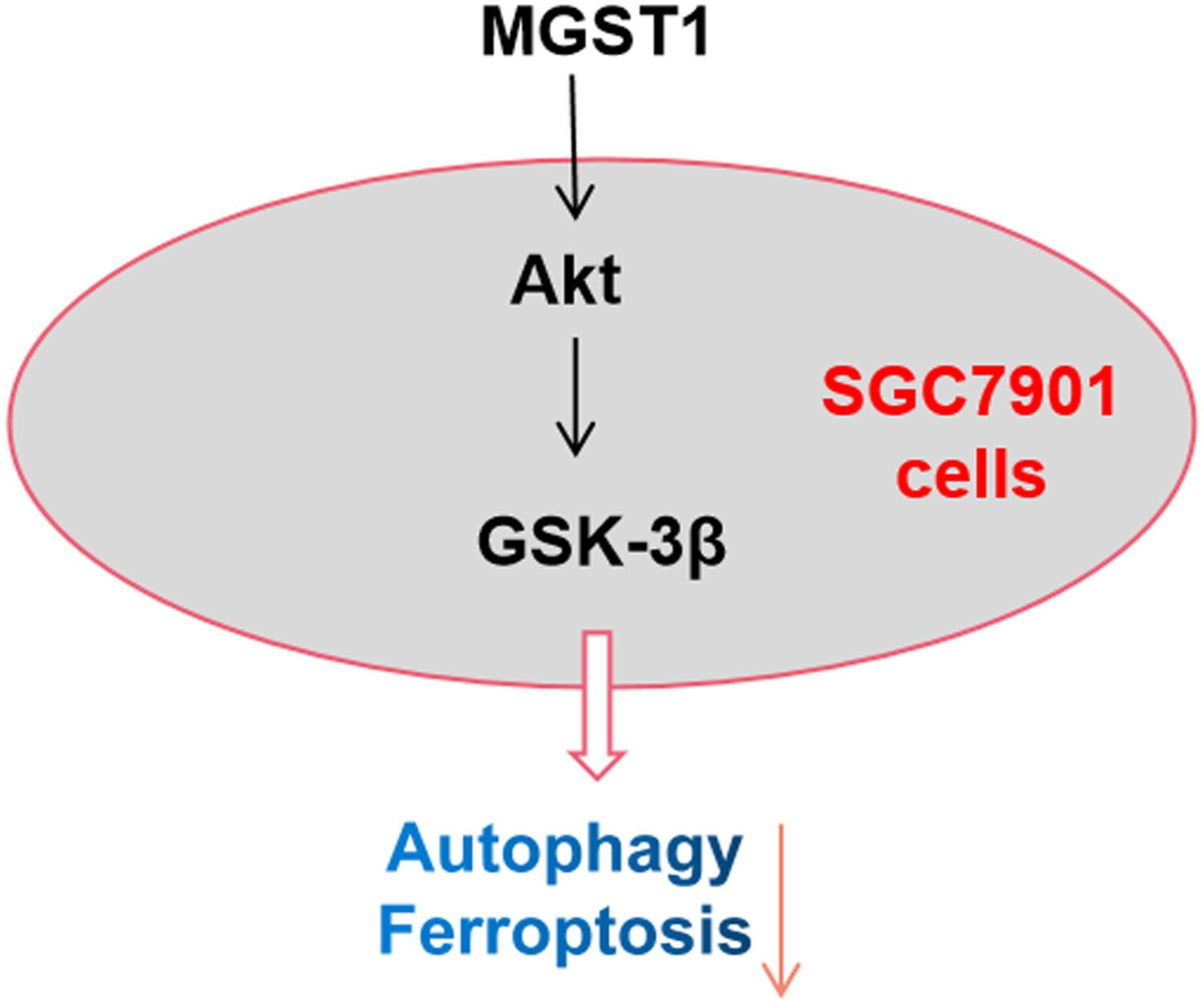MGST1过表达通过激活Akt/GSK-3β信号通路诱导胃癌细胞增殖，，，，，，本研究中MGST1过表达等体外实验通过玩彩网举行